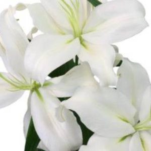 3 Holand White Lilies