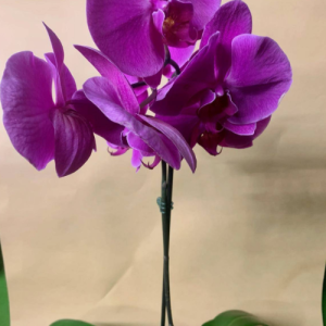 Elegant Orchid
