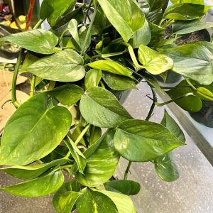 Hanging Pothos Plant