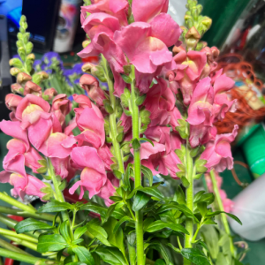 Snapdragon Bunch